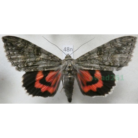 Catocala nupta (Linnaeus, 1767) Wstęgówka pąsówka Poland 70mm48n